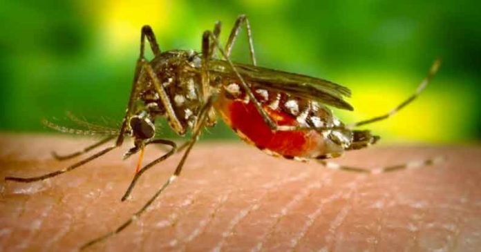mosquito borne diseases in UP SACHKAHOON