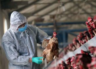 Bird flu sachkahoon