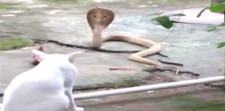 Cat vs Cobra