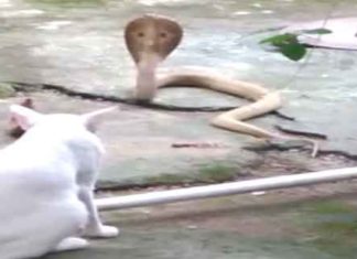 Cat vs Cobra