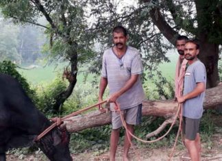 दर्द से तड़प रहे बछड़े के लिए ‘इन्सां’ बने मसीहा Humanity