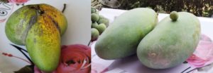 Mango Different Quality