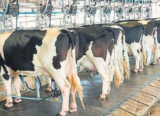 Relief Package For Animal Dairy