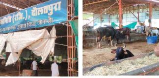 Shri Krishna Gau Seva Samiti