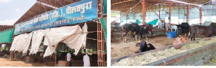 Shri Krishna Gau Seva Samiti