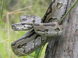 अजगर ने निगला बंदर, ग्रामीणों में दहशत Indonesia