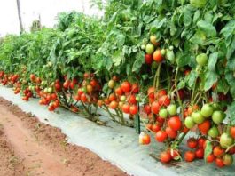 Tamatar ki Kheti