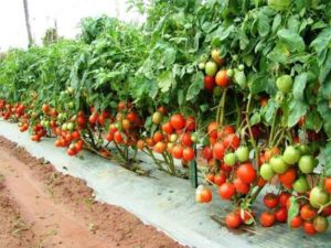 Tomato