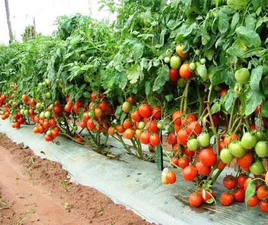 Tamatar ki Kheti