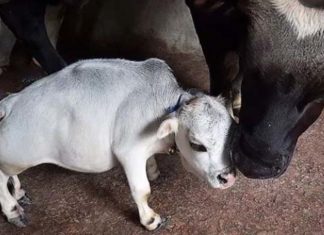 World Smallest Cow