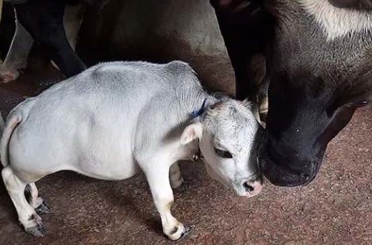 World Smallest Cow