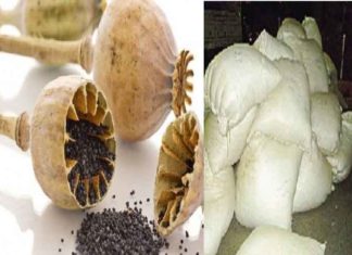 महेंद्रगढ़ में 205 किग्रा डोडा पोस्त बरामद doda poppy sachkahoon