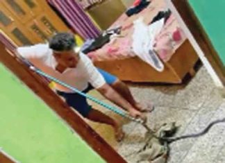 बेड पर सोई बच्ची के ऊपर बैठा था करैत सांप krait snake