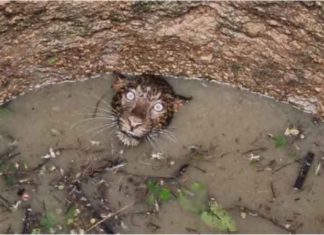 leopard fell in the deep well sachkahoon