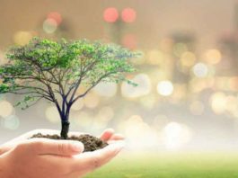 Tree Plantation Dera Sacha Sauda