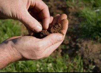 scientists will examine the soil sachkahoon