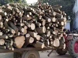 trolley laden with wood sachkahoon