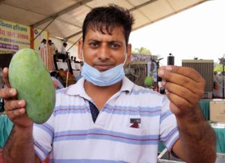 Mango Different Quality