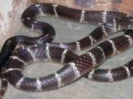 Snake
