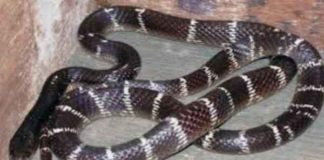 venomous snake sachkahoon