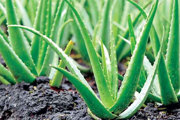AloeVera Cultivation