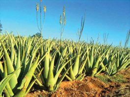 AloeVera-Cultivation