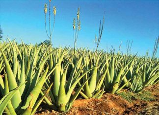 AloeVera-Cultivation