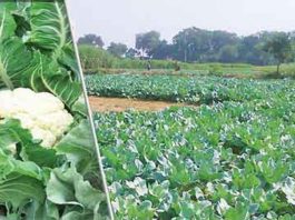 किसान को अर्थिक तौर पर मजबूत बनाती है, फूलगोभी Cauliflower
