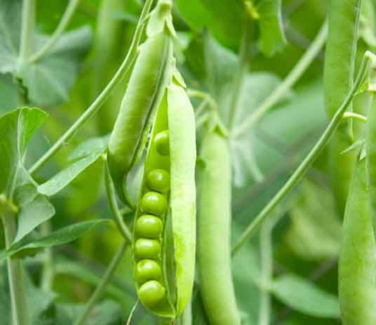 Green-Peas