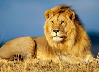 Lion