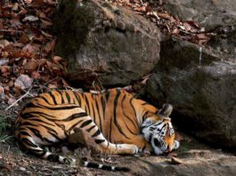 sleeping-tiger sachkahoon