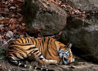 sleeping-tiger sachkahoon