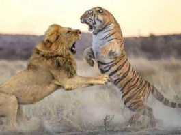 tiger-lion sachkahoon