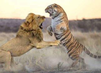 tiger-lion sachkahoon