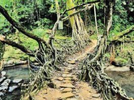 tree branch bridge
