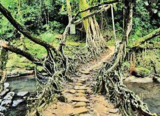 tree branch bridge