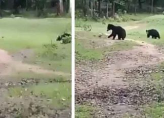 अजब-गजब: क्या आपको पता है भालू भी खेलते हैं फुटबाल Bears Play Football