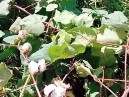 Cotton-Crop