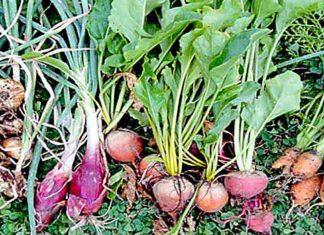 Cultivate-Turnip
