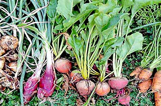 Cultivate-Turnip