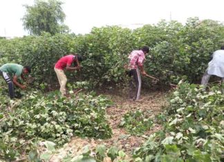 Farmer uprooted 2 acres of the cotton crop sachkahoon