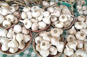 Farming of Garlic