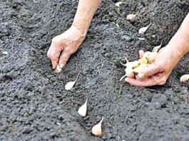 Farming of Garlic