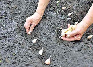Farming of Garlic