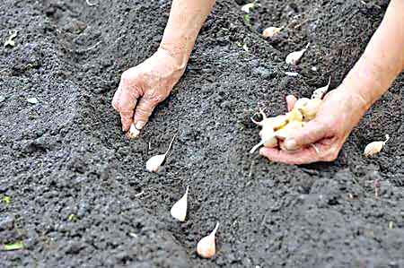 Farming of Garlic