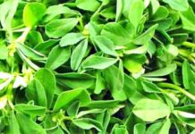Methi