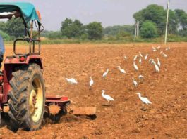 Herons also like Gurugram