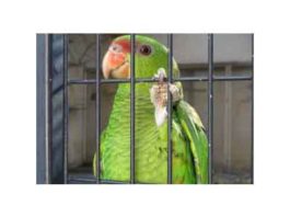 Parrot-Story