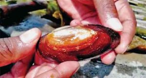 Pearls-Farming-1
