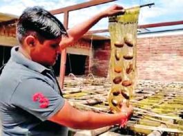 मोतियों की खेती कर लाखों कमा रहे दो दोस्त Pearls-Farming